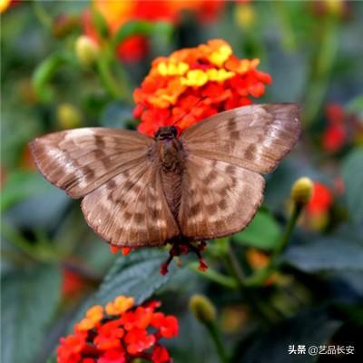 梦工场大冒险游戏下载